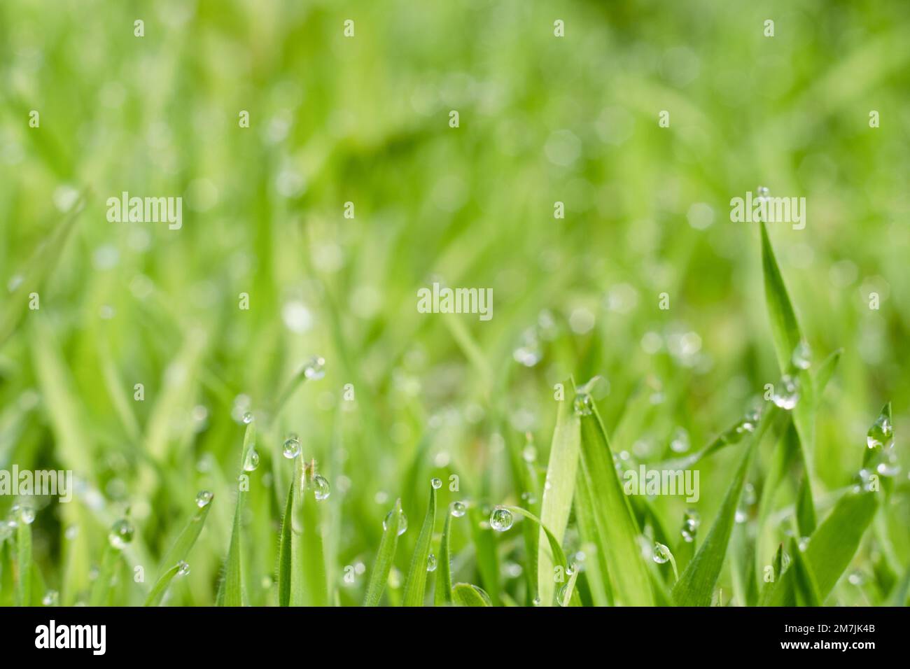 prairie matin rosée nature beauté Banque D'Images