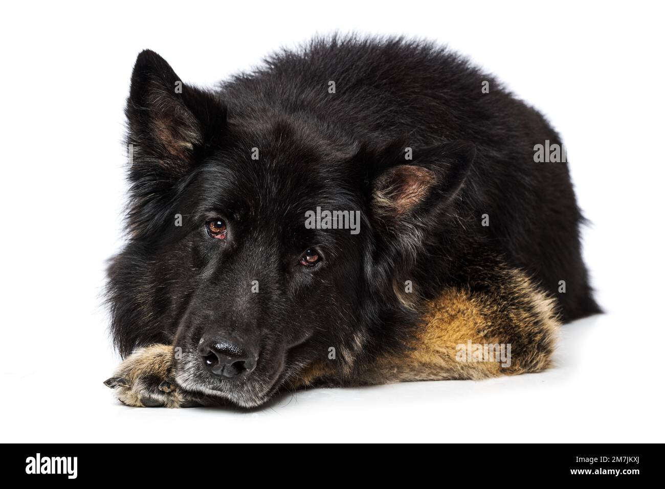 Chien berger allemand adulte couché sur fond blanc Banque D'Images