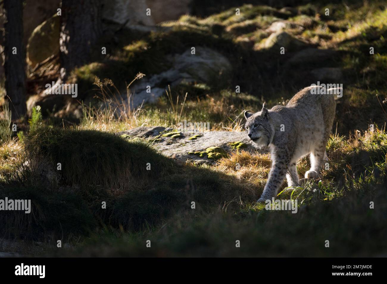 Lynx boréal en captivité dans les Pyrénées, les angles, France, sur 28 décembre 2022. © Joan Gosa 2022 Banque D'Images