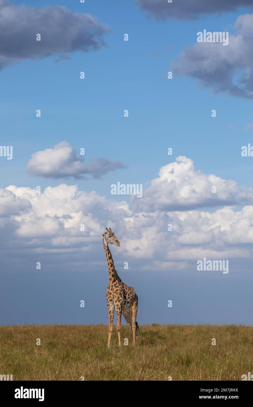 Des images ÉPOUSTOUFLANTES de ce qui ressemble à une girafe conjointe ont été capturées à Masai Mara, au Kenya. Les images capturées montrent deux girafes debout Banque D'Images