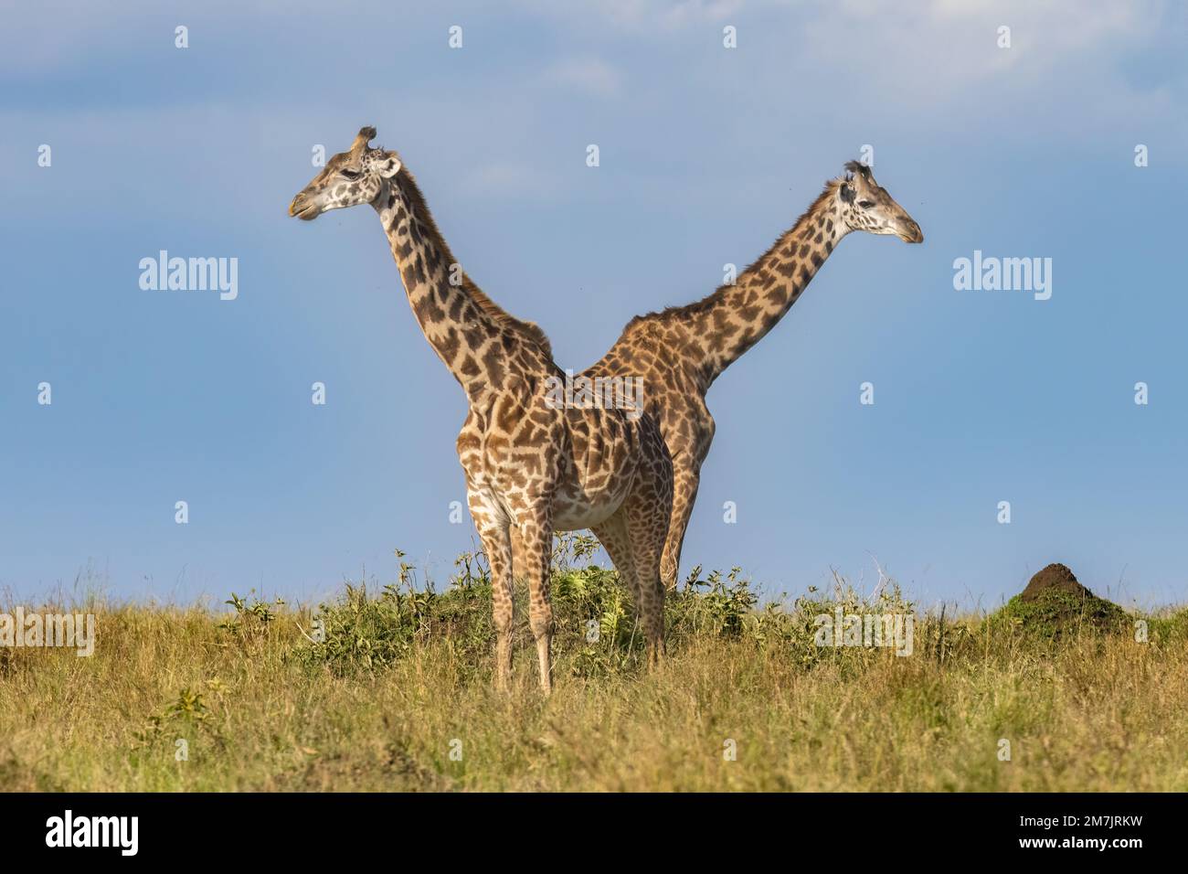 Des images ÉPOUSTOUFLANTES de ce qui ressemble à une girafe conjointe ont été capturées à Masai Mara, au Kenya. Les images capturées montrent deux girafes debout Banque D'Images