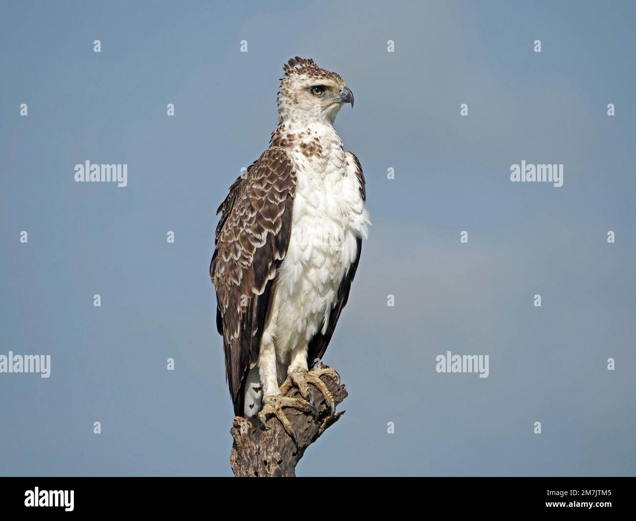 aigle-œil sous-adulte aigle martial (Polemaetus bellicosus) avec des talons massifs à l'œil sur la souche supérieure d'arbre dans le Grand Mara, Kenya, Afrique Banque D'Images