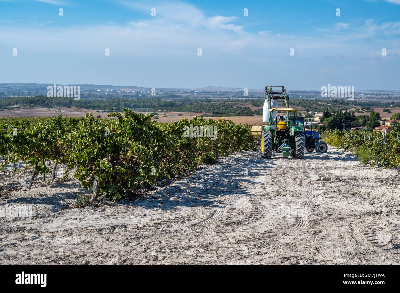 Tracteurs entre les rangées de vignes pour épandre de l'engrais, Jerez de la Frontera, Espagne Banque D'Images