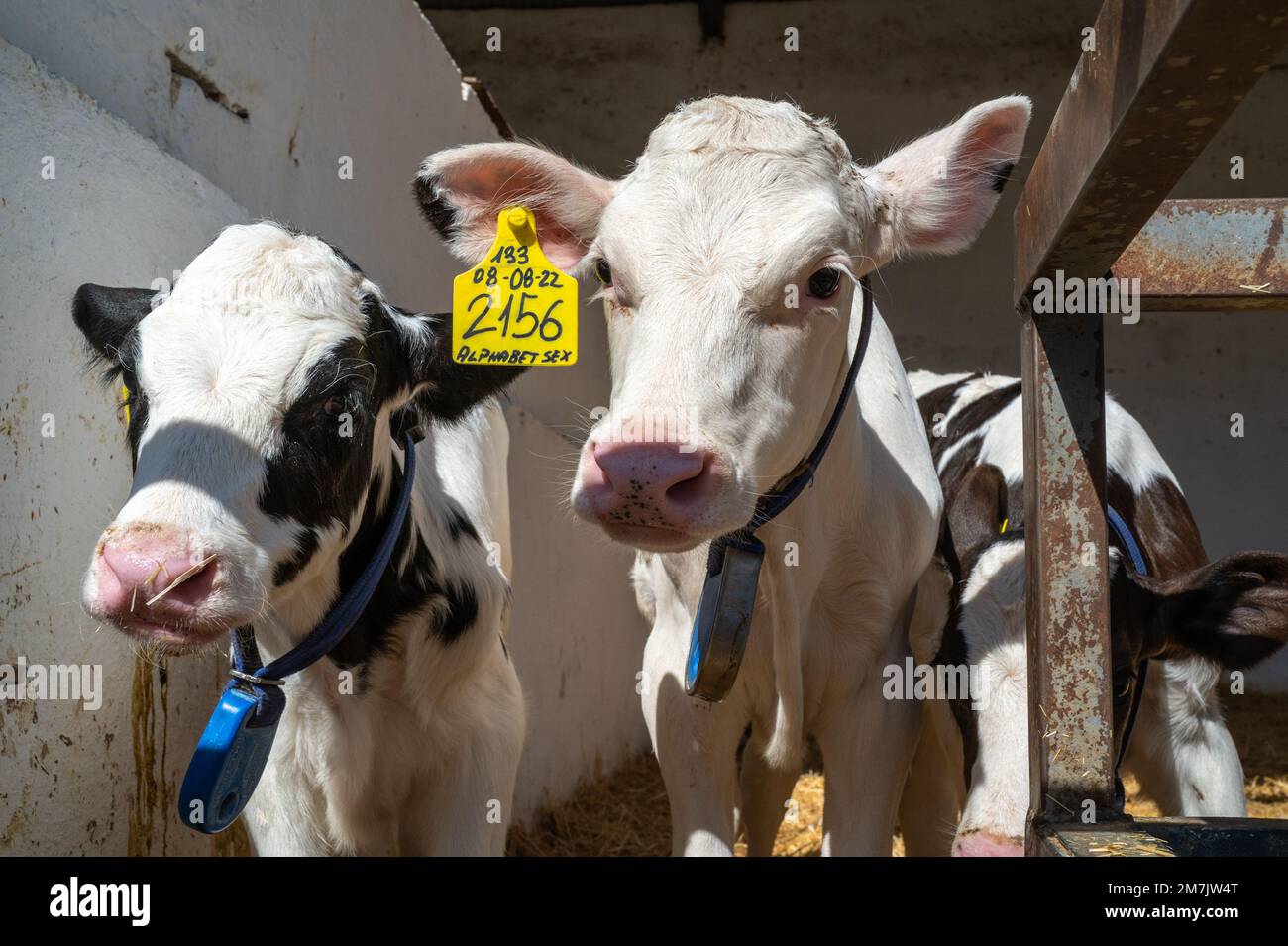 Ferme laitière, région de Jaen, Espagne Banque D'Images