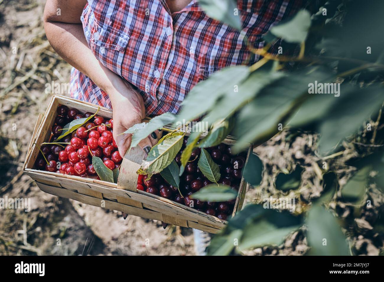 Femme cueillant des cerises dans le verger. Jardinier travaillant dans le jardin. Fermier tenant le panier avec des fruits mûrs Banque D'Images