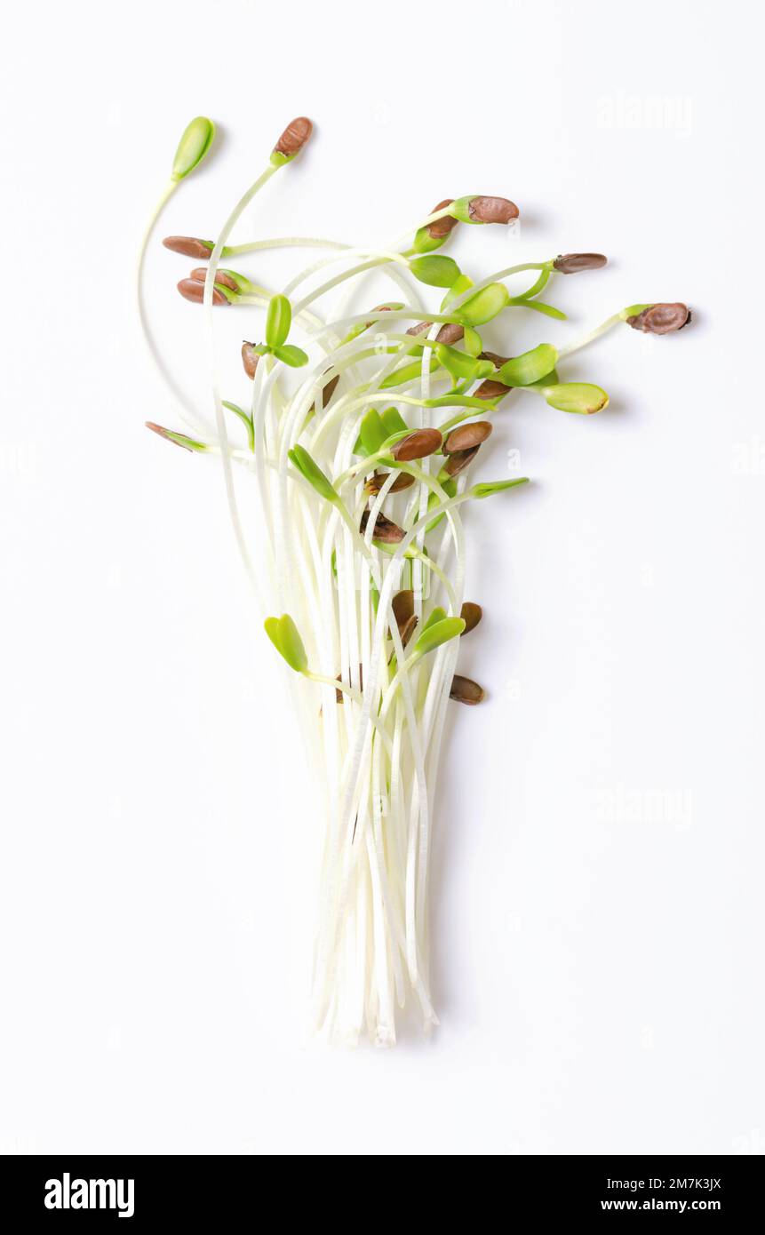 Bouquet de microverts de lin frais, d'en haut. Prêt à manger, les semis bruts et verts de lin, en partie encore avec des couches de semence sur les pointes. Linum. Banque D'Images