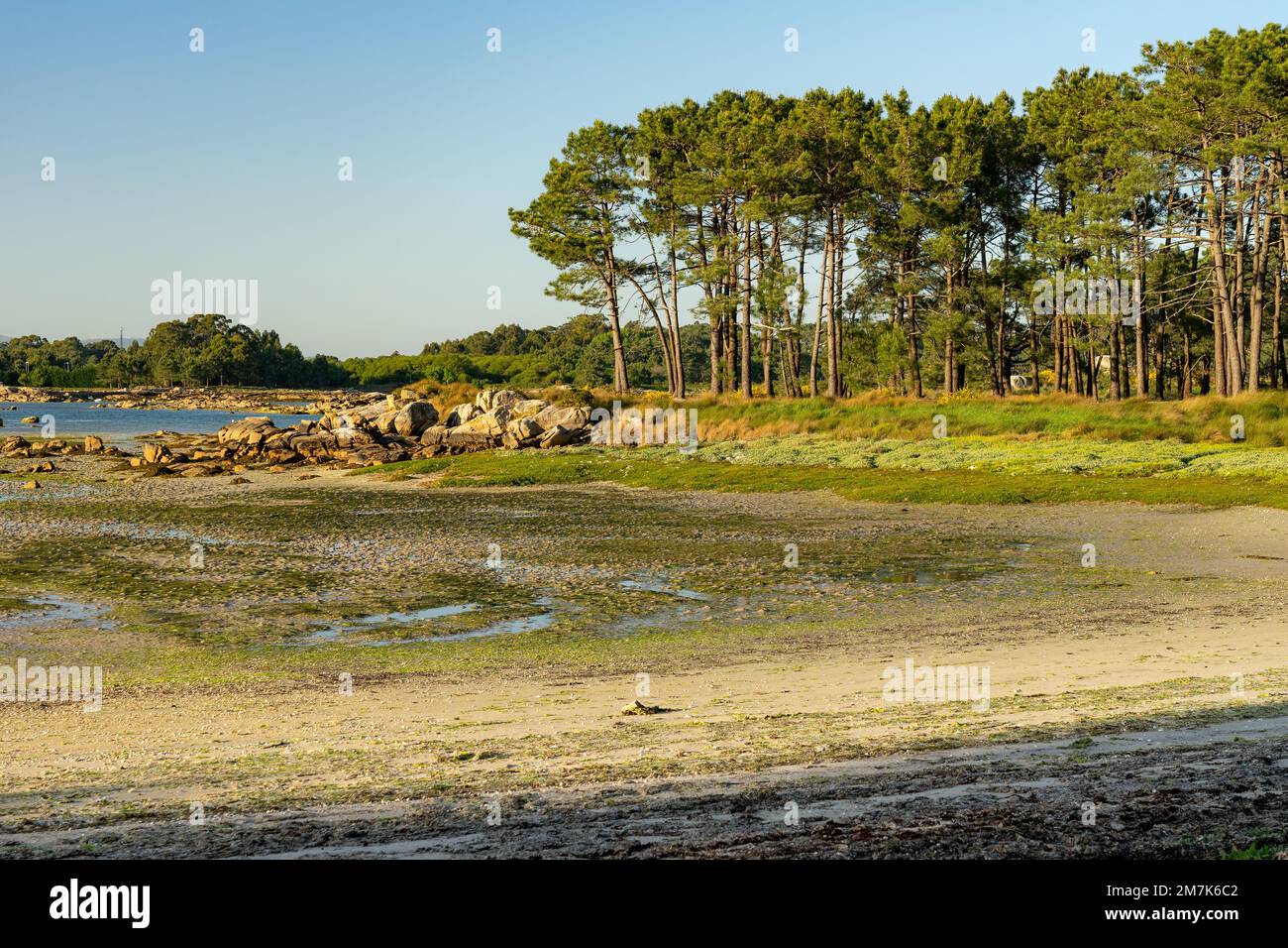 Plage au coucher du soleil dans le parc naturel de Carreirón dans l'île d'Arousa avec la pinède Banque D'Images