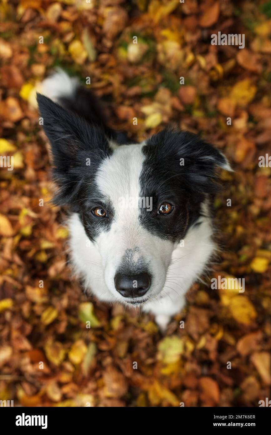 Jeune chien de bordure dans les feuilles d'automne Banque D'Images