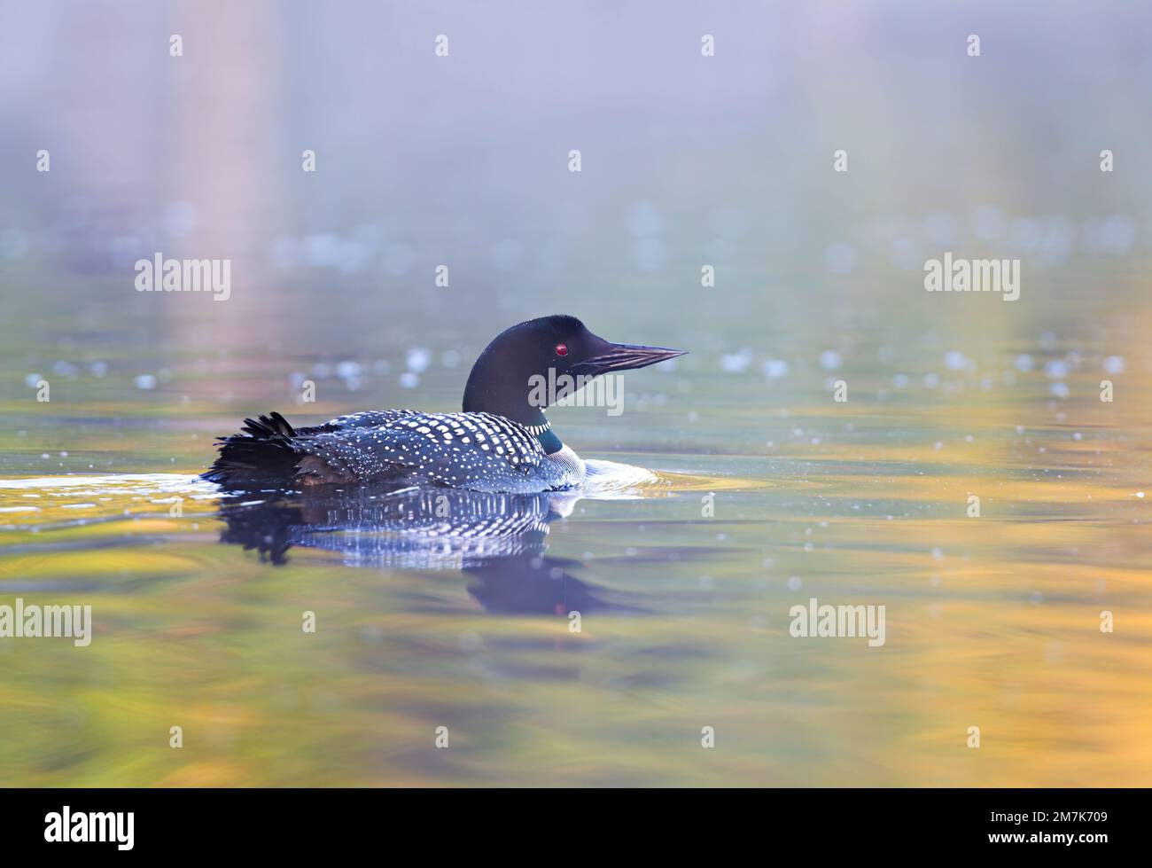 Le Loon commun (Gavia immer) nageant dans l'eau dorée au lever du soleil dans le lac Buck, Ontario, Canada Banque D'Images