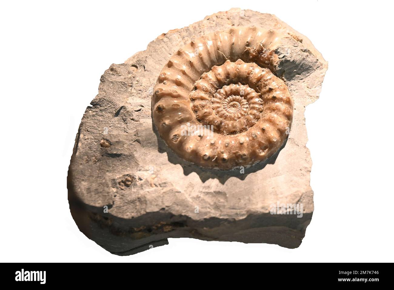 Ammonite fossilisée. Mollusque de céphalopodes fossile ancien Banque D'Images