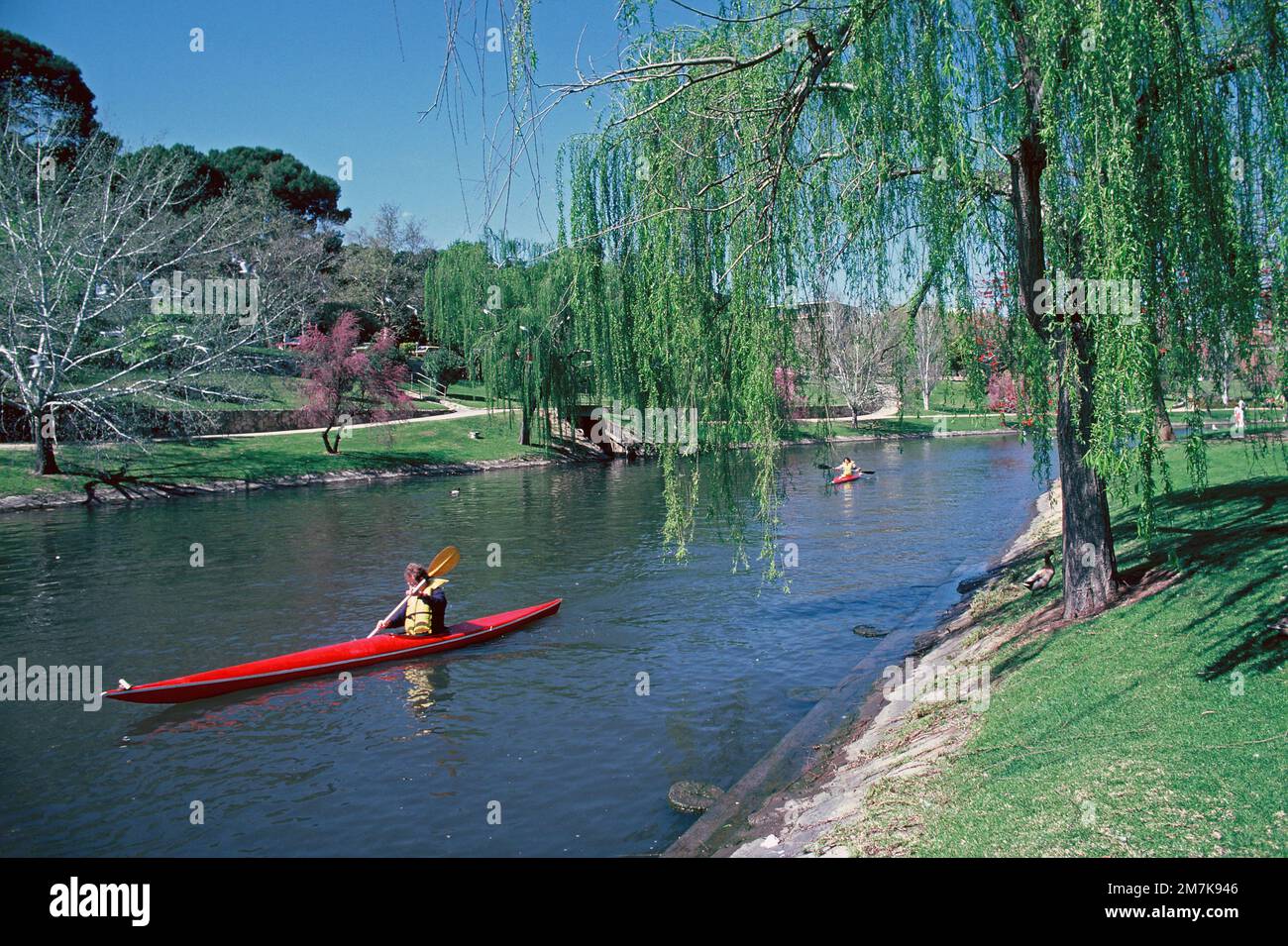 Australie. Adélaïde. Stationnement. Canoïste sur la rivière Torrens. Banque D'Images