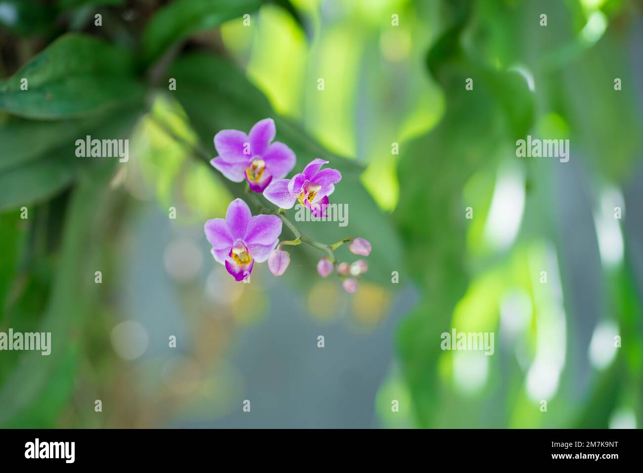 Belles fleurs d'orchidées avec fond vert Banque D'Images