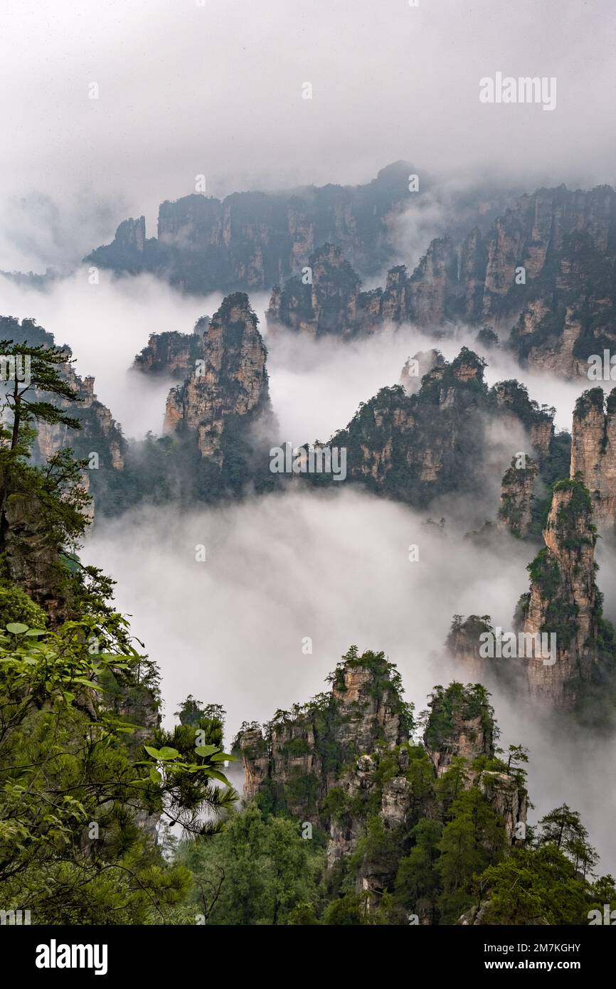 Parc forestier de Zhangjiajie. Le pilier unique de forme étrange s'élève dans le brouillard et la vapeur. Avatar Mountain se trouve au-dessus de la vallée des nuages brumeux. Banque D'Images