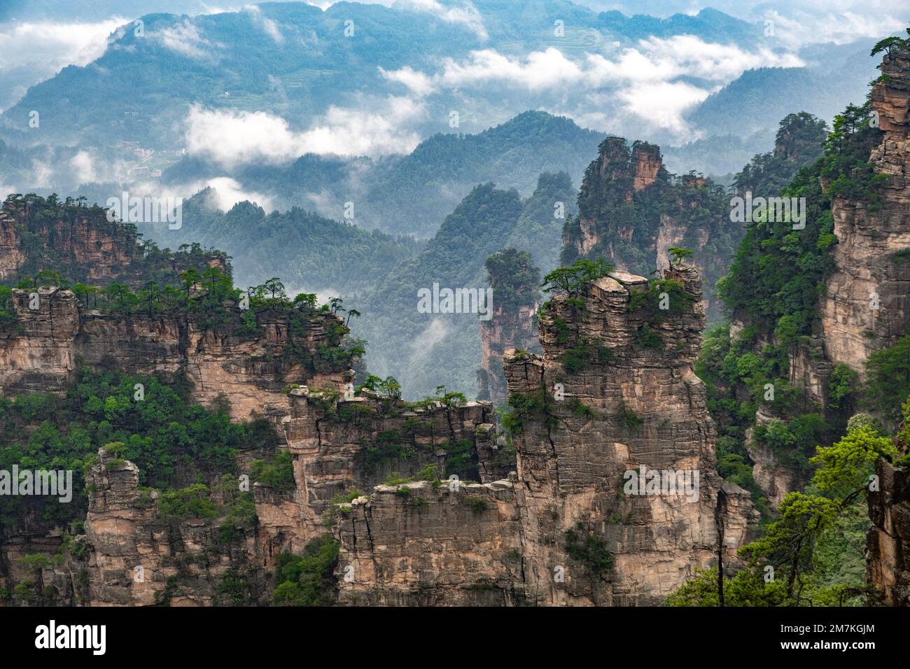 Parc forestier de Zhangjiajie. Vue panoramique sur le canyon rocheux en quinconce. Vue imprenable sur la montagne des falaises décalées, des arbres et des nuages de vapeur. Banque D'Images
