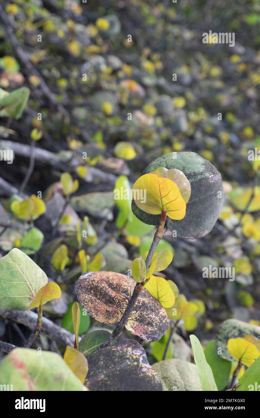 Détails d'un paysage plein de plantes aquatiques sur les plages des ...