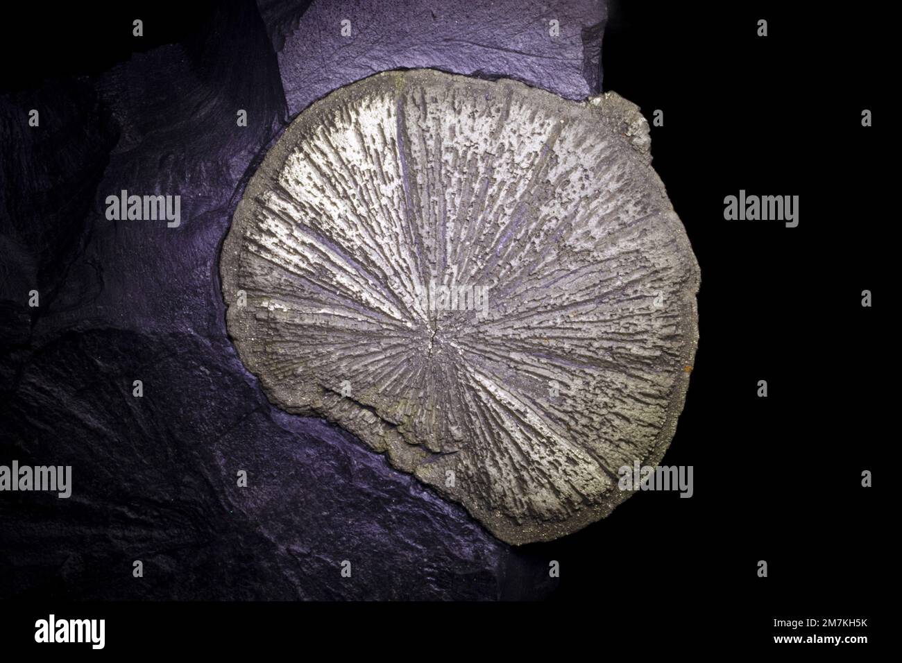 Roches et minéraux, minerai de fer de pyrite de Marcassite, échantillon de laboratoire Banque D'Images