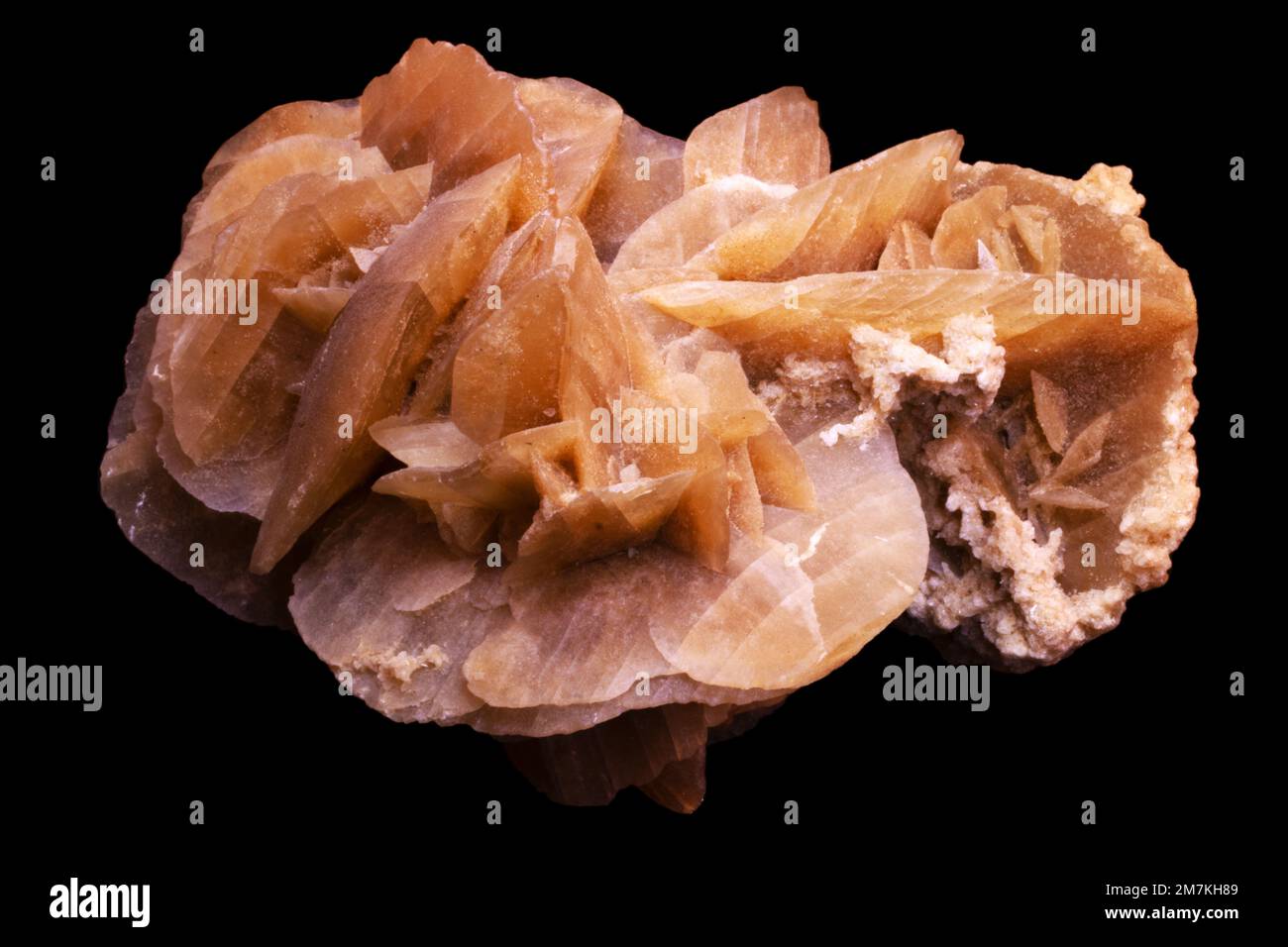 Roches et minéraux, échantillon de laboratoire Desert Rose Crystals Banque D'Images