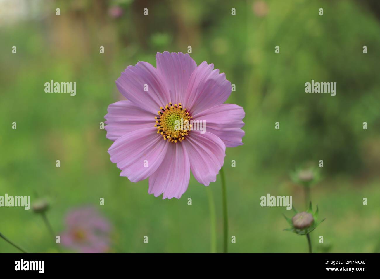 Champ de fleur rose cosmos Photo Stock - Alamy