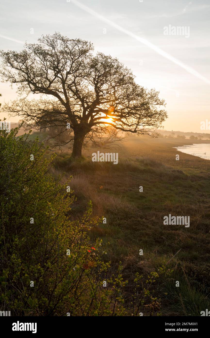 Vue à l'aube sur les rives de la rivière Stour Banque D'Images