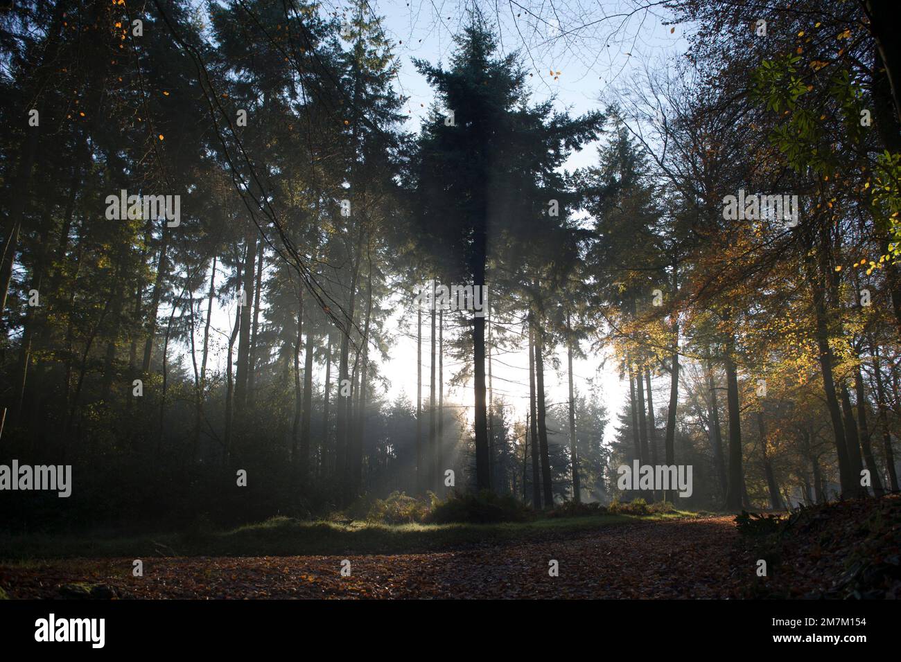 Scène rurale d'automne dans la Nouvelle forêt Banque D'Images