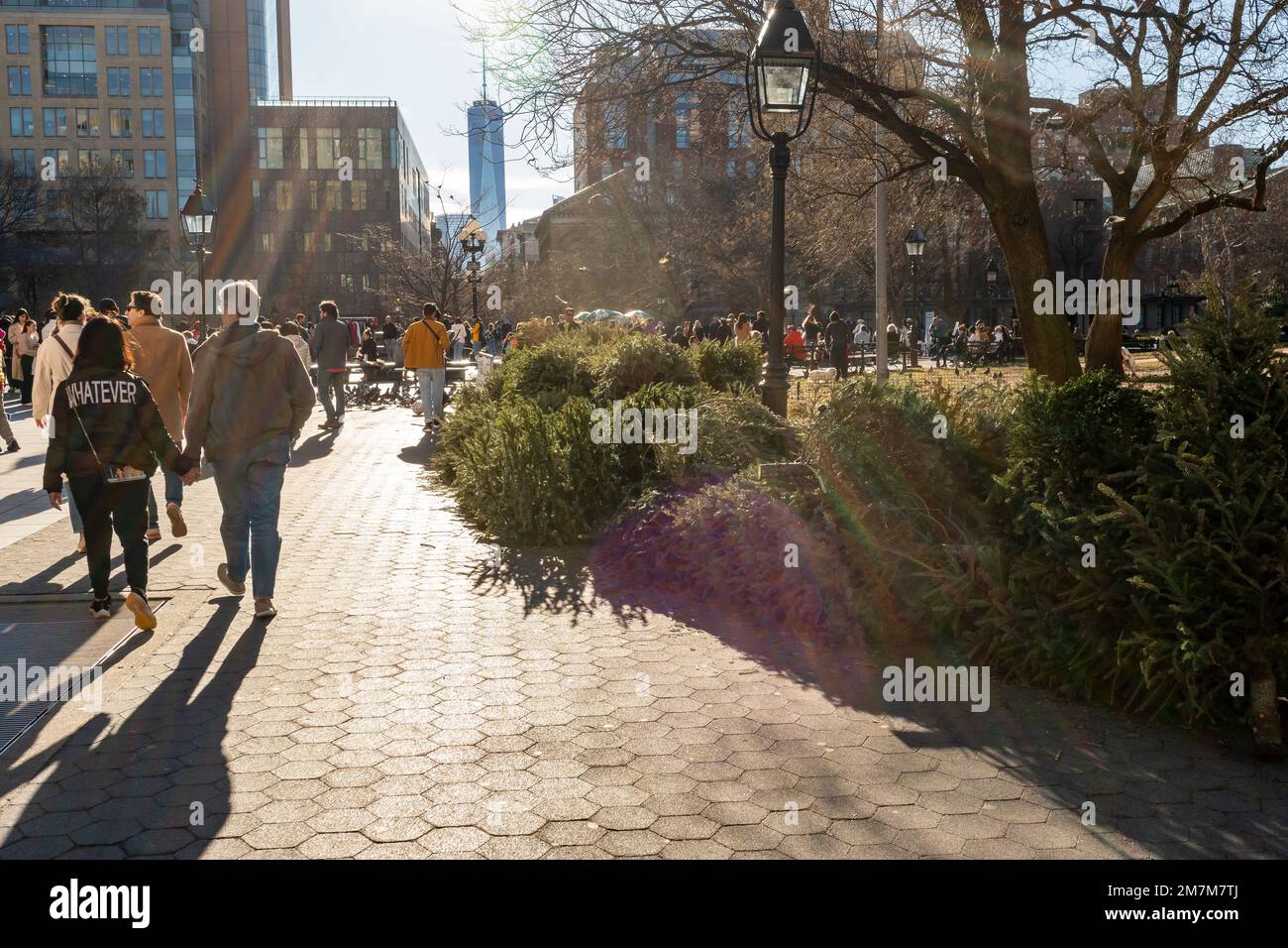 Des arbres de Noël sont retrouvés entassés dans le parc de Washington Square à New York dimanche, 1 janvier 2023. Le département des parcs et loisirs de New York organise chaque année le Mulchfest, en collectant les arbres rejetés et en les déchirant dans le paillis. (© Richard B. Levine) Banque D'Images