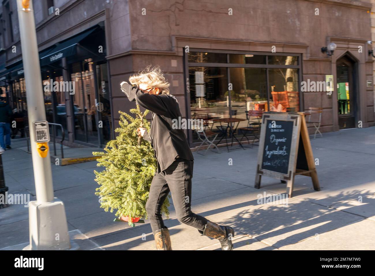 Une femme avec son arbre de Noël dans le village de Greenwich sur son chemin vers le parc de Washington Square à New York dimanche, 1 janvier 2023. Le département des parcs et loisirs de New York organise chaque année le Mulchfest, en collectant les arbres rejetés et en les déchirant dans le paillis. (© Richard B. Levine) Banque D'Images