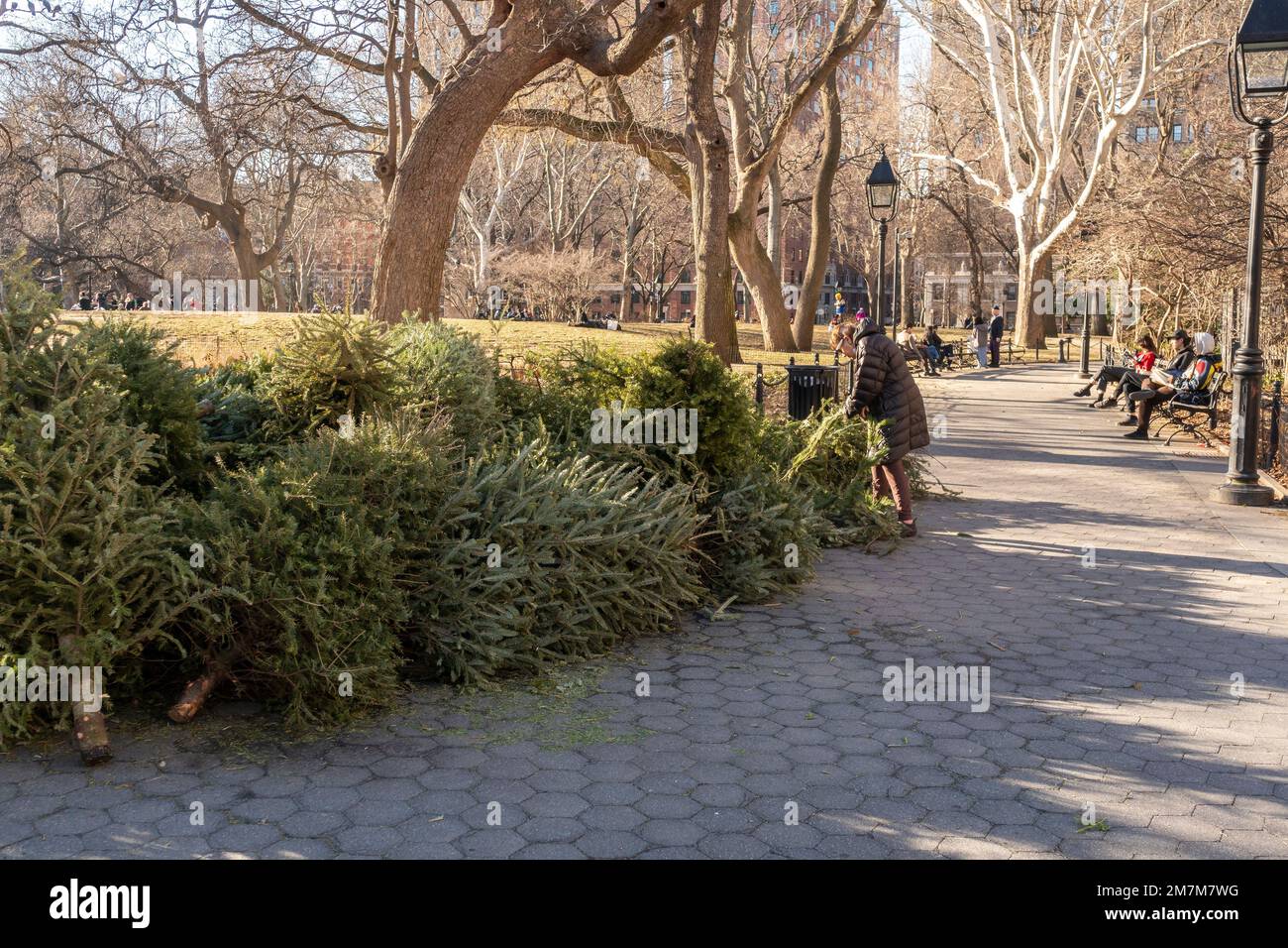 Des arbres de Noël sont retrouvés entassés dans le parc de Washington Square à New York dimanche, 1 janvier 2023. Le département des parcs et loisirs de New York organise chaque année le Mulchfest, en collectant les arbres rejetés et en les déchirant dans le paillis. (© Richard B. Levine) Banque D'Images