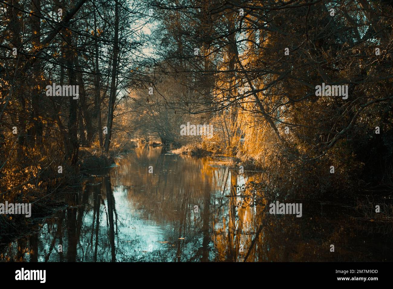 Vue sur le ruisseau de craie, rivière Itchen dans la réserve naturelle de Winnall Moors en hiver, Winchester, Royaume-Uni Banque D'Images