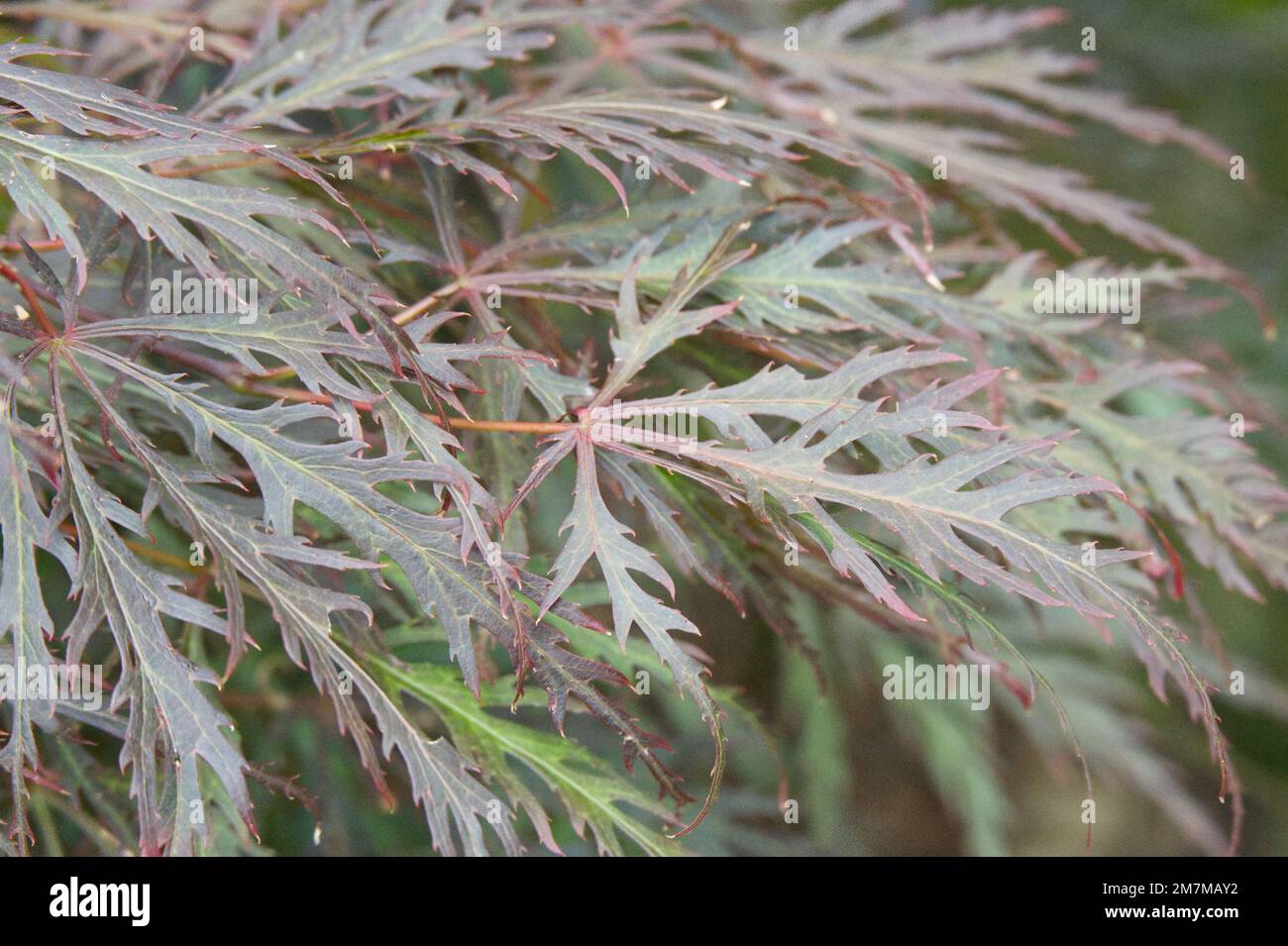 Feuillage d'été de l'érable japonais Acer palmatum dissectum Garnet dans le jardin britannique août Banque D'Images