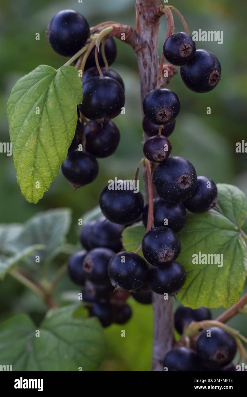 Cassis sur un gros plan de branche, l'arrière-plan est flou. Jardin de fruits. Jardin biologique sans produits chimiques Banque D'Images