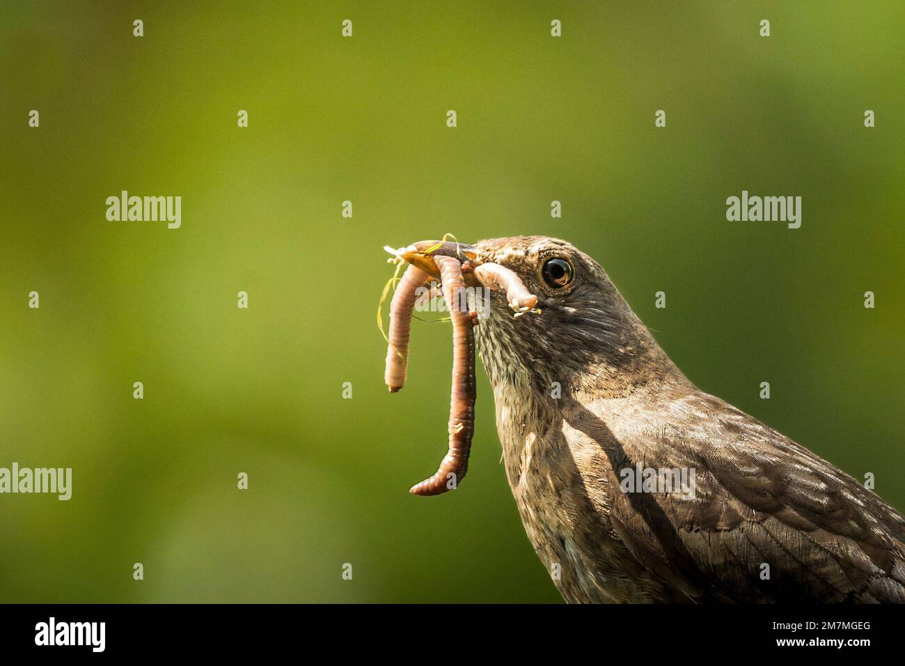 Un blackbird nourrissant ses jeunes Banque D'Images