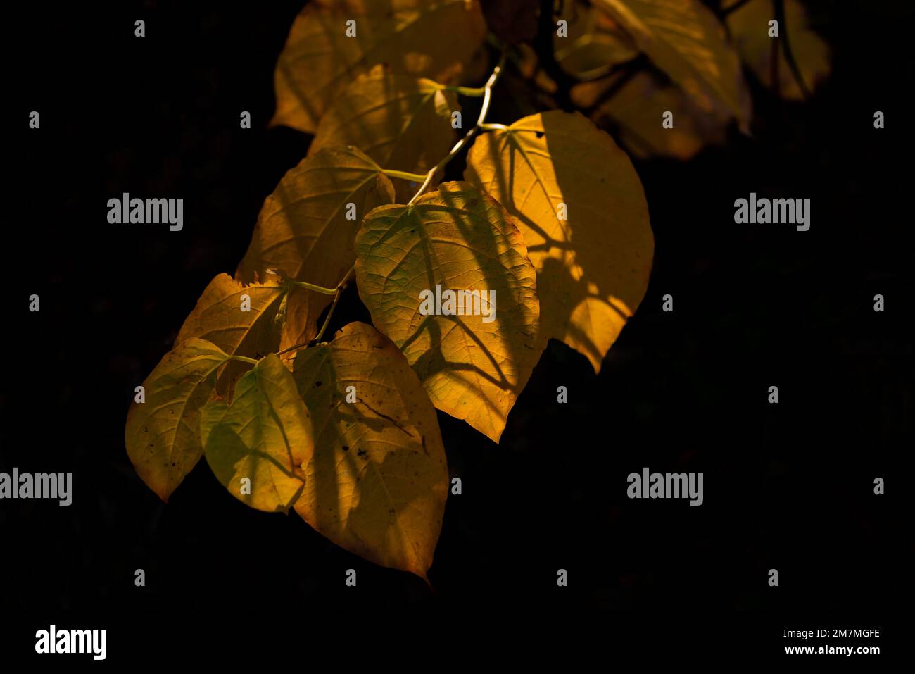 Feuilles décolorées sur un jeune arbre en automne, arrière-fond sombre Banque D'Images