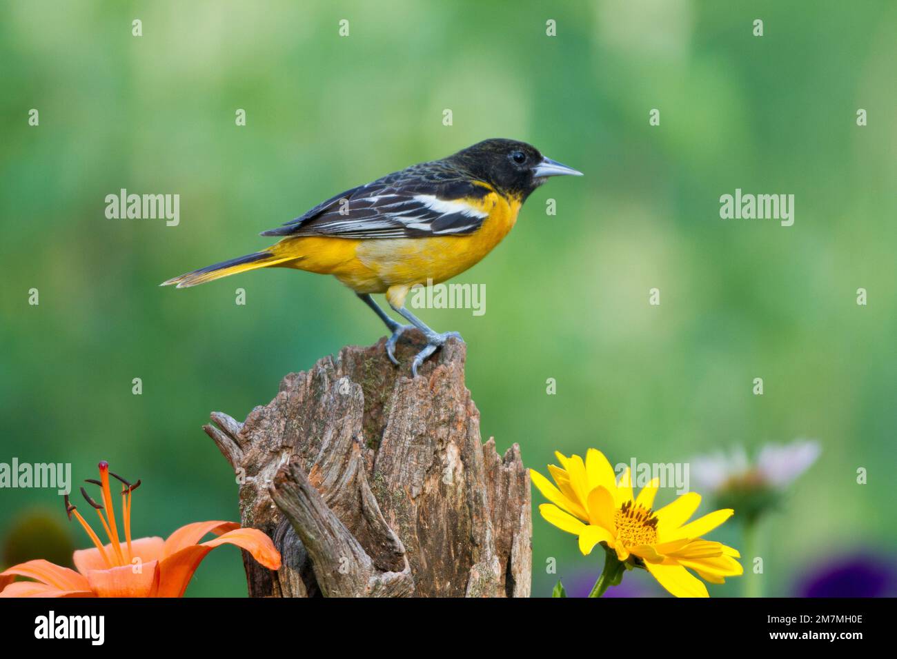 01611-09607 Oriole de Baltimore (Icterus galbula) femelle sur piquet près de jardin de fleurs, Marion Co. IL Banque D'Images