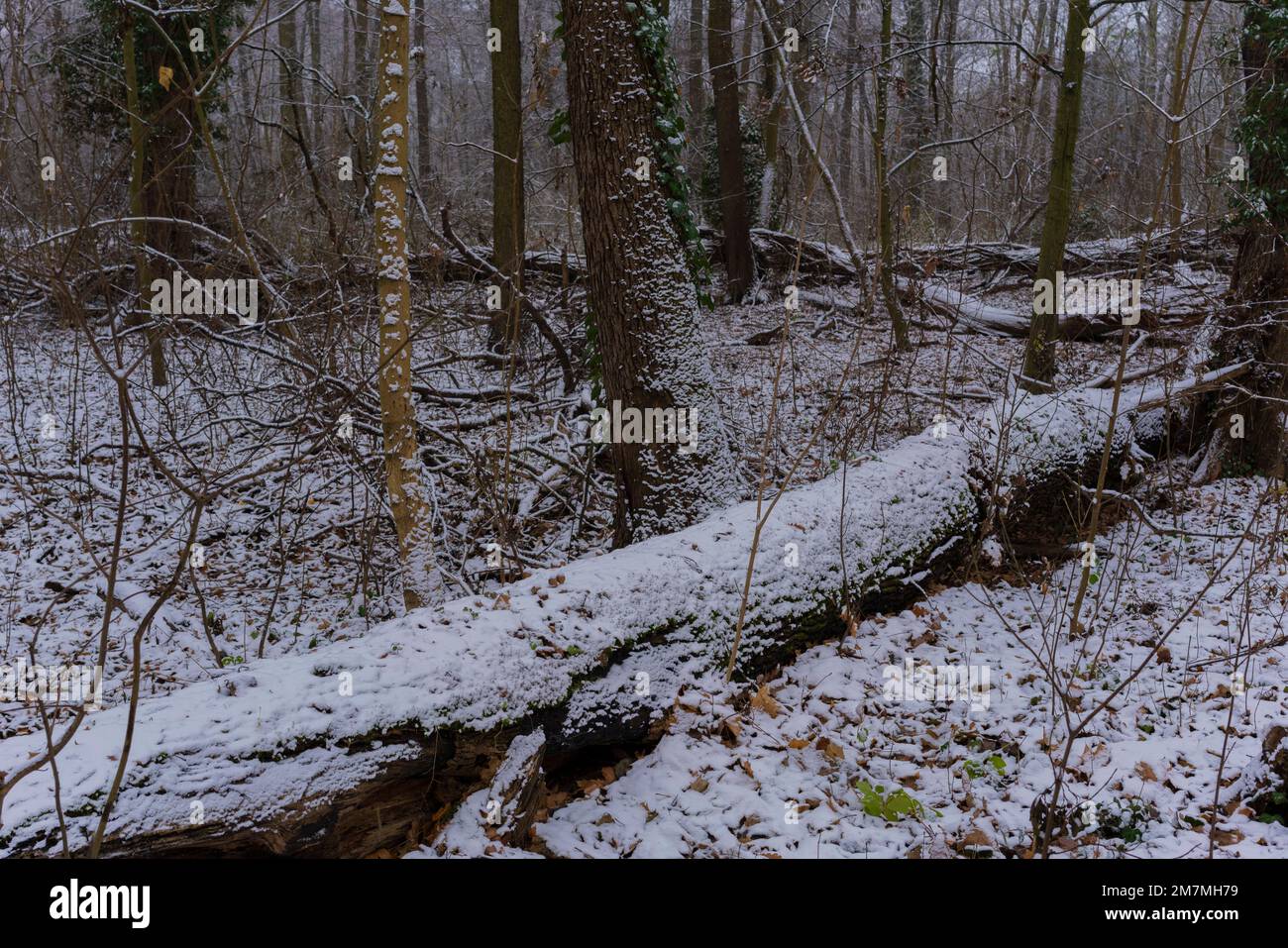 Le début de l'hiver, première neige dans une forêt à feuilles caduques, arbre mort couvert de neige Banque D'Images