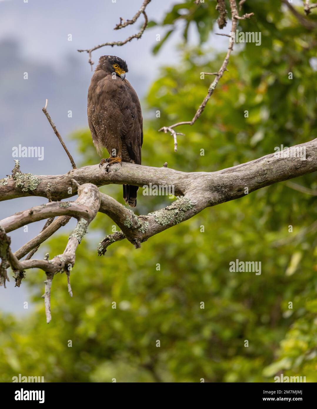 Aigle serpent à crête assis sur un arbre (parc national de Mudumalai, Tamil Nadu, Inde) Banque D'Images