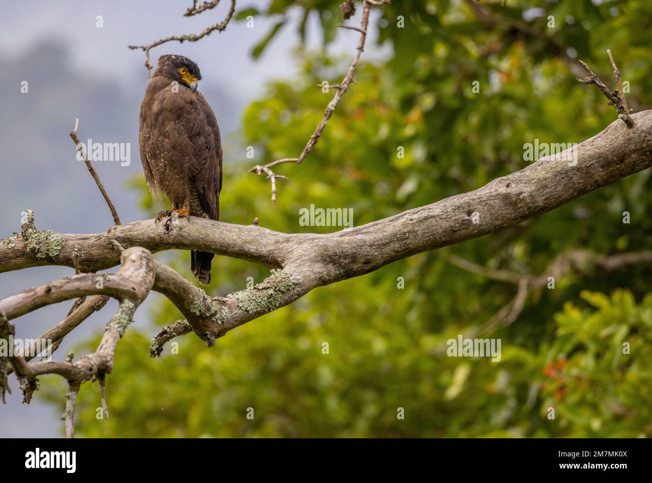 Aigle serpent à crête assis sur un arbre (parc national de Mudumalai, Tamil Nadu, Inde) Banque D'Images