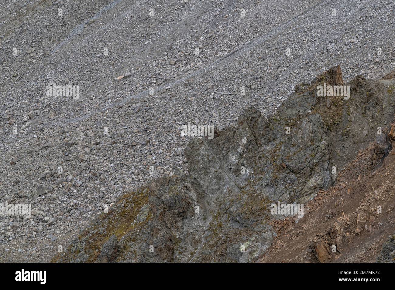 Europe, Autriche, Tyrol, Alpes, Alpes orientales, Alpes de l'Ötztal, Pitztal, chamois sur des rochers devant le champ de débris Banque D'Images