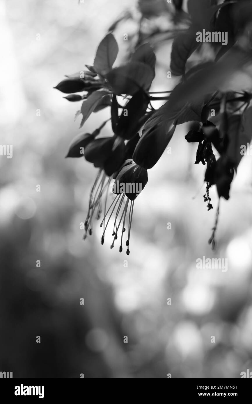 De belles fleurs suspendues au pot dans un noir et blanc monochrome. Banque D'Images