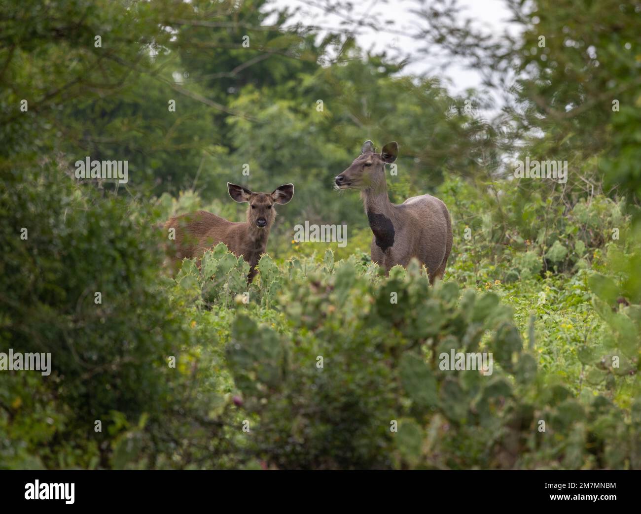Deux Sambar Deers dans les jungles du parc national de Mudumalai (Tamil Nadu, Inde) Banque D'Images