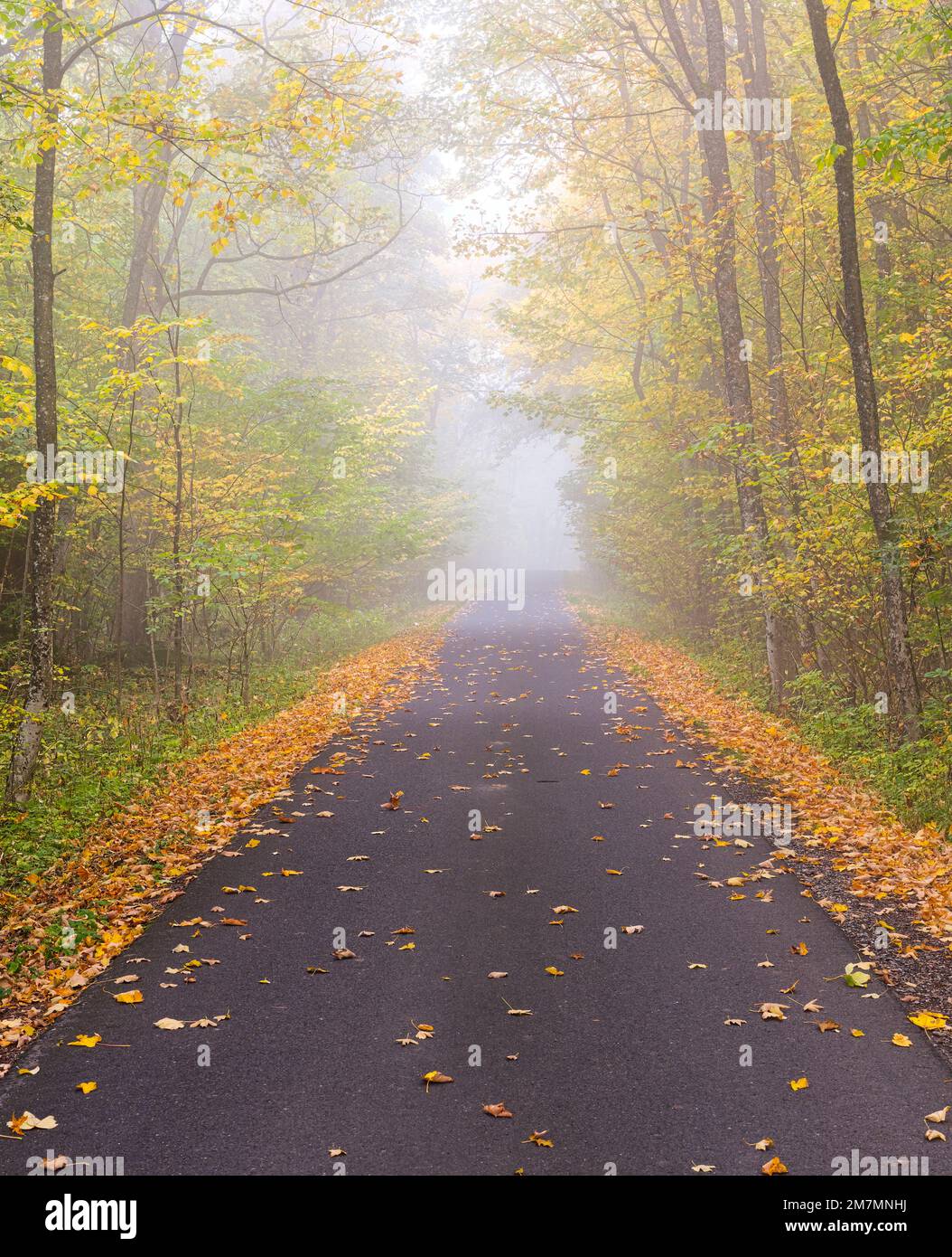 Europe, Allemagne, Bavière, réserve de biosphère de l'UNESCO Rhön, parc naturel bavarois de Rhön, brume d'automne à Brunnenholz près de Hausen, forêt de hêtres, sentier Banque D'Images