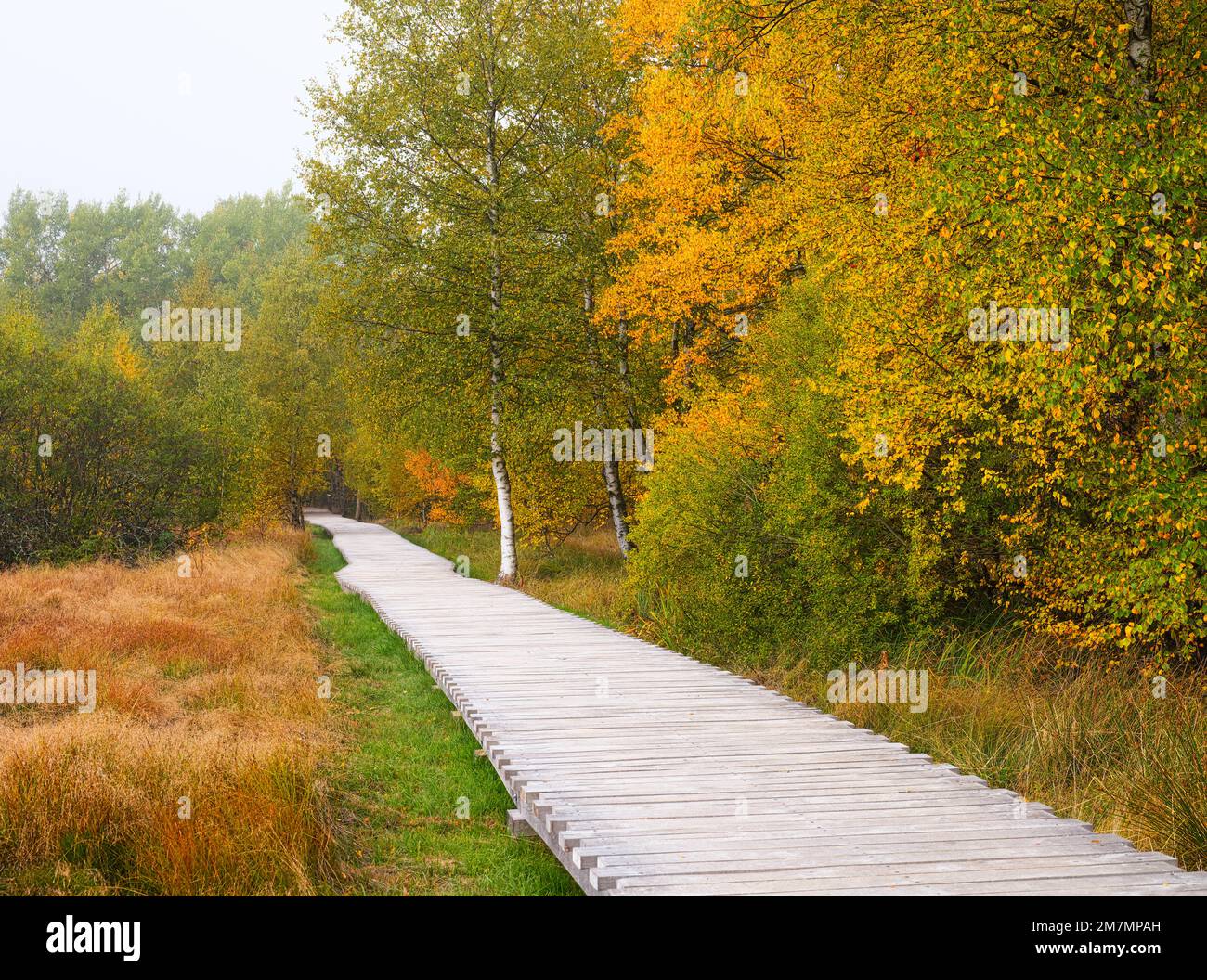 Europe, Allemagne, Bavière, Réserve de biosphère de la Bavière Rhön, Fladungen, Réserve naturelle de Schwarzes Moor, importante tourbière surélevée, piste de planche Banque D'Images