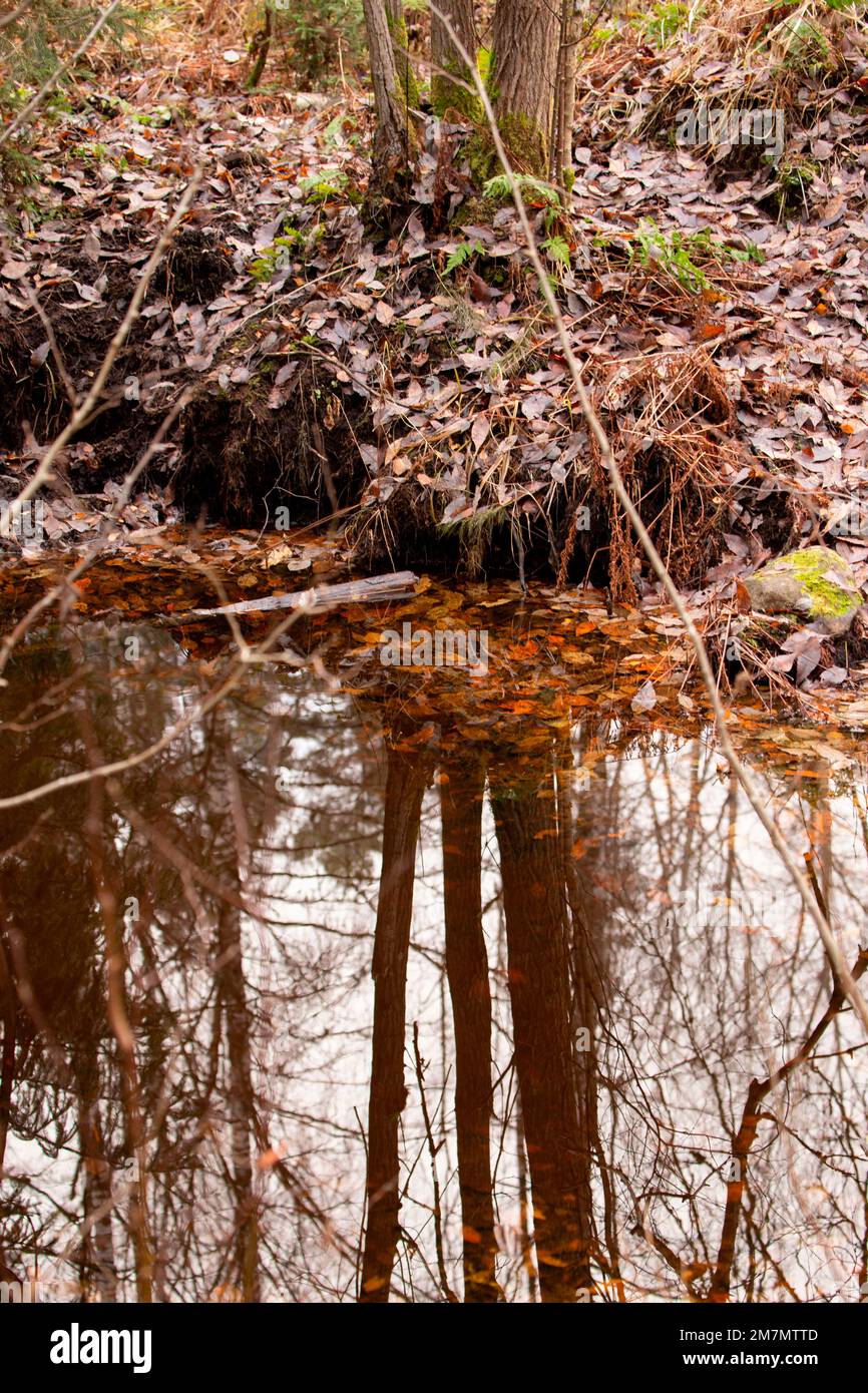 Une rivière dans la forêt, un beau reflet des troncs d'arbres et du ciel à la surface de l'eau, une scène d'automne Banque D'Images