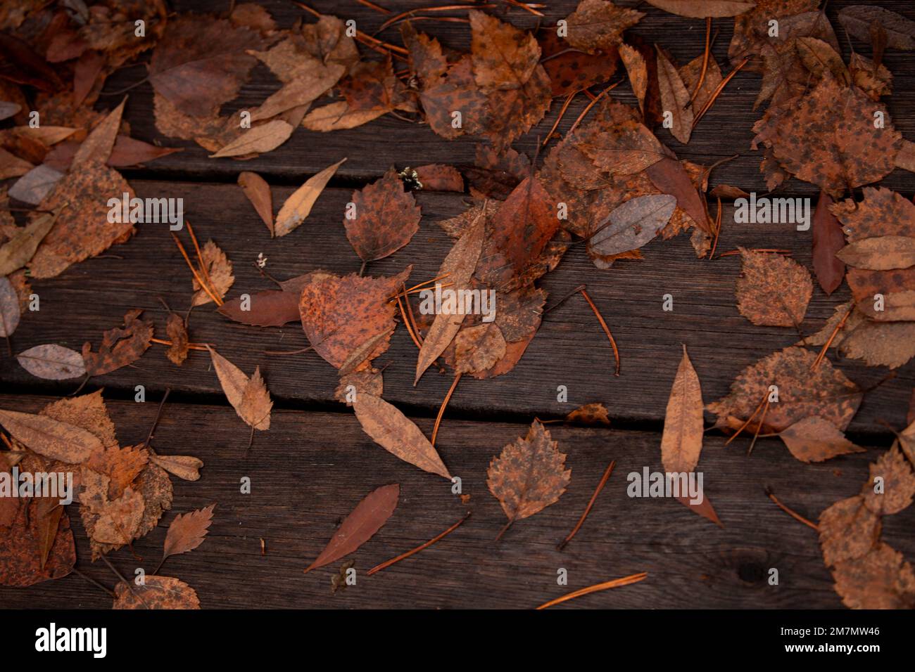Feuilles mortes, couleur brune, feuilles de variété, scène automnale Banque D'Images