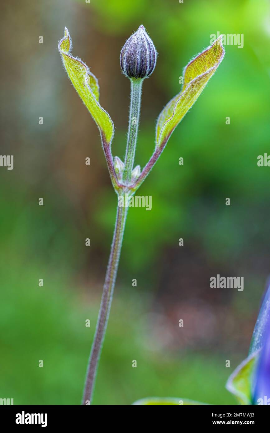 Clematis 'Justa', fleur pourpre, gros plan, bouton Banque D'Images