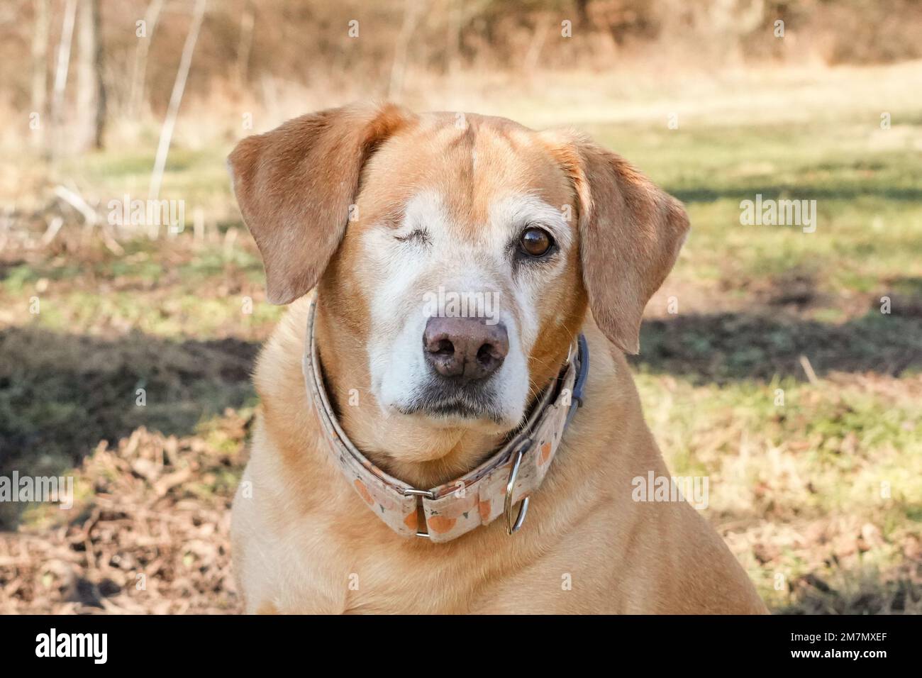 Laboratoire jaune avec un œil jouant à l'extérieur. Pas d'êtres humains. Chien âgé. Banque D'Images