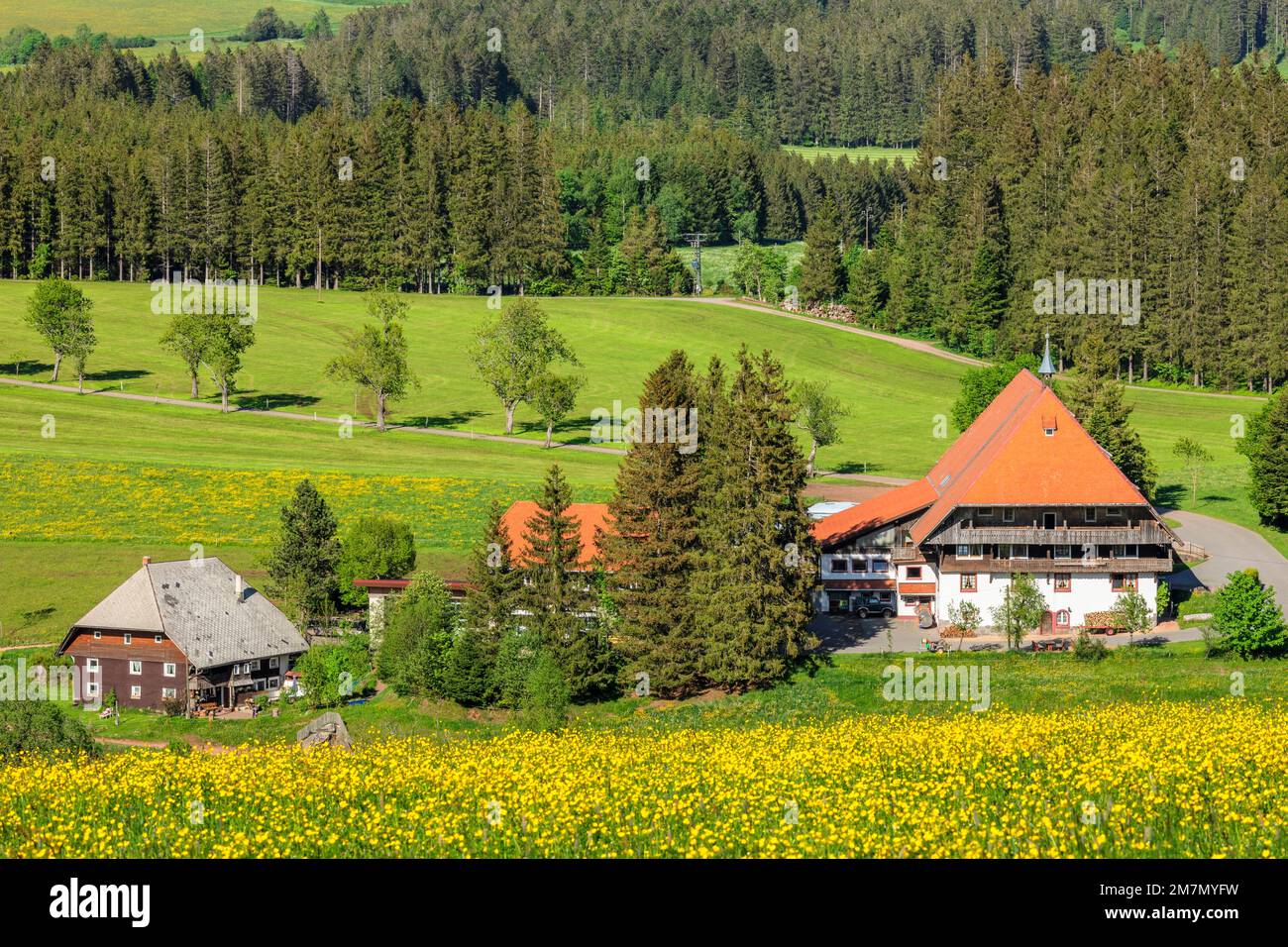 Unterfallengrundhof au printemps, Gütenbach, Forêt-Noire, Bade-Wurtemberg, Allemagne Banque D'Images