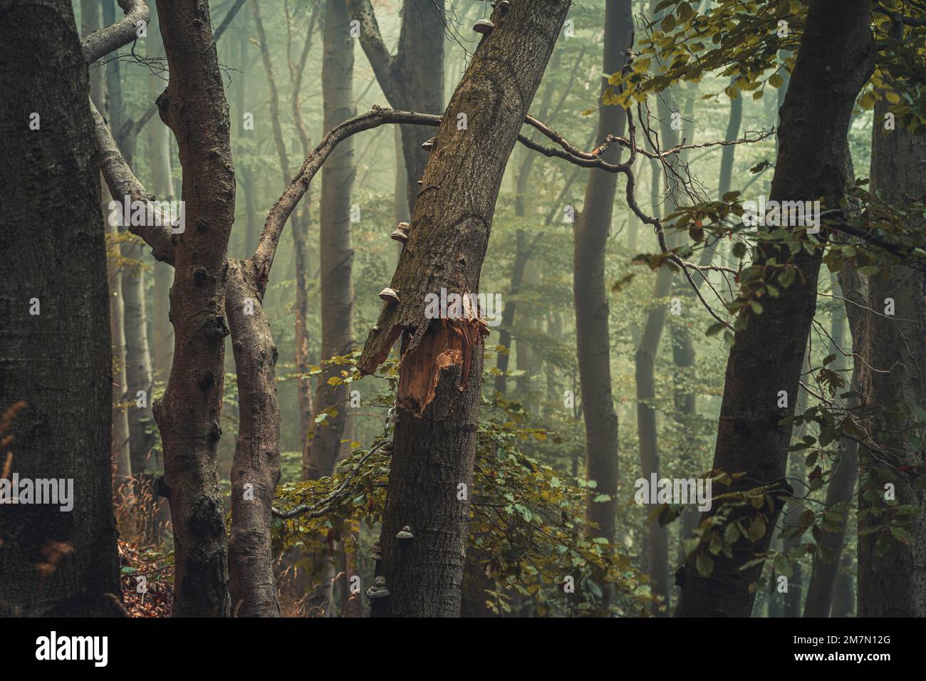 Habichtswald nature Park près de Kassel en été pendant le brouillard, tronc cassé d'un hêtre au premier plan Banque D'Images