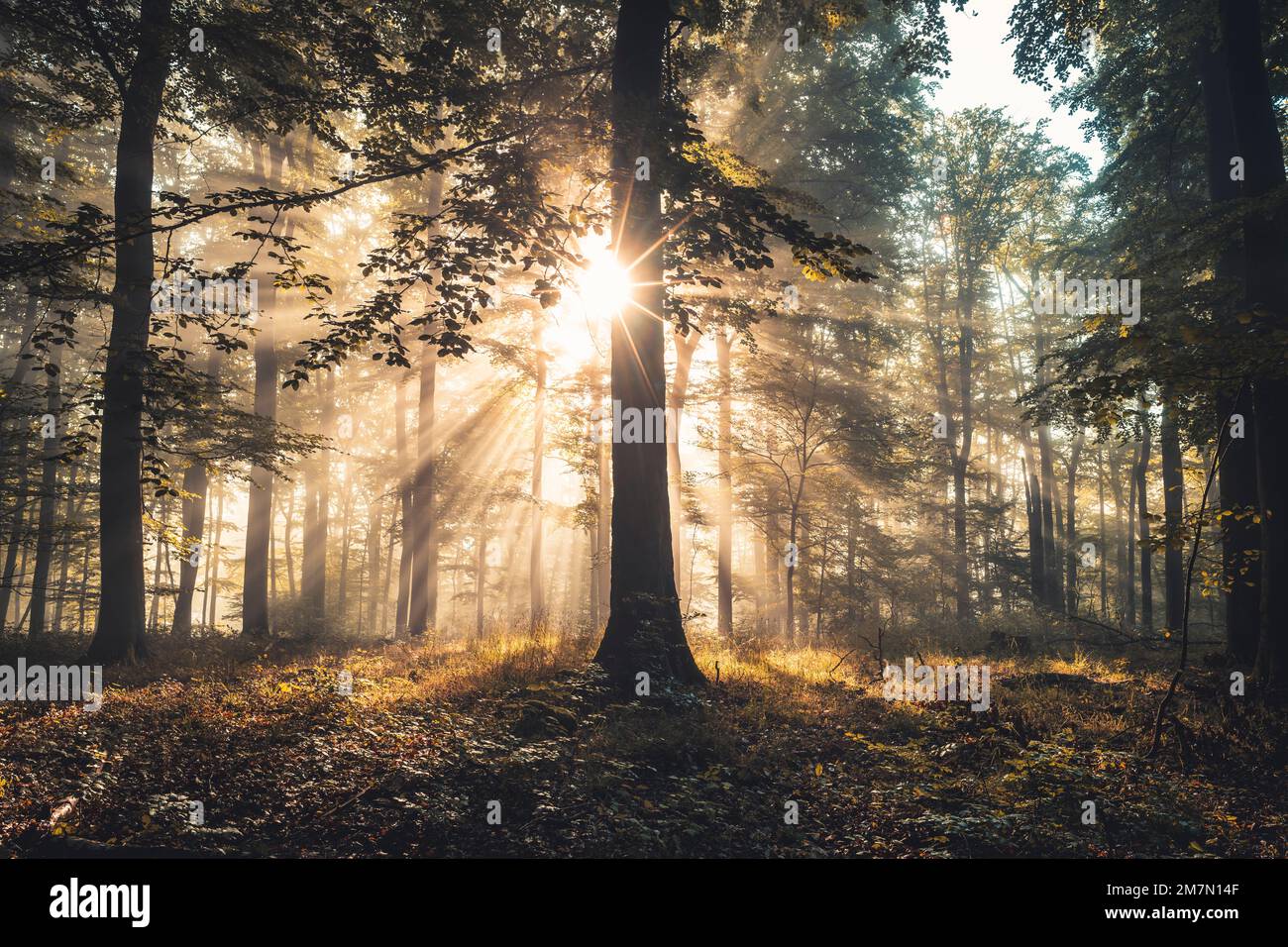 Forêt ensoleillée le matin de l'automne, morceau de forêt illuminé de rayons du soleil, atmosphérique Banque D'Images