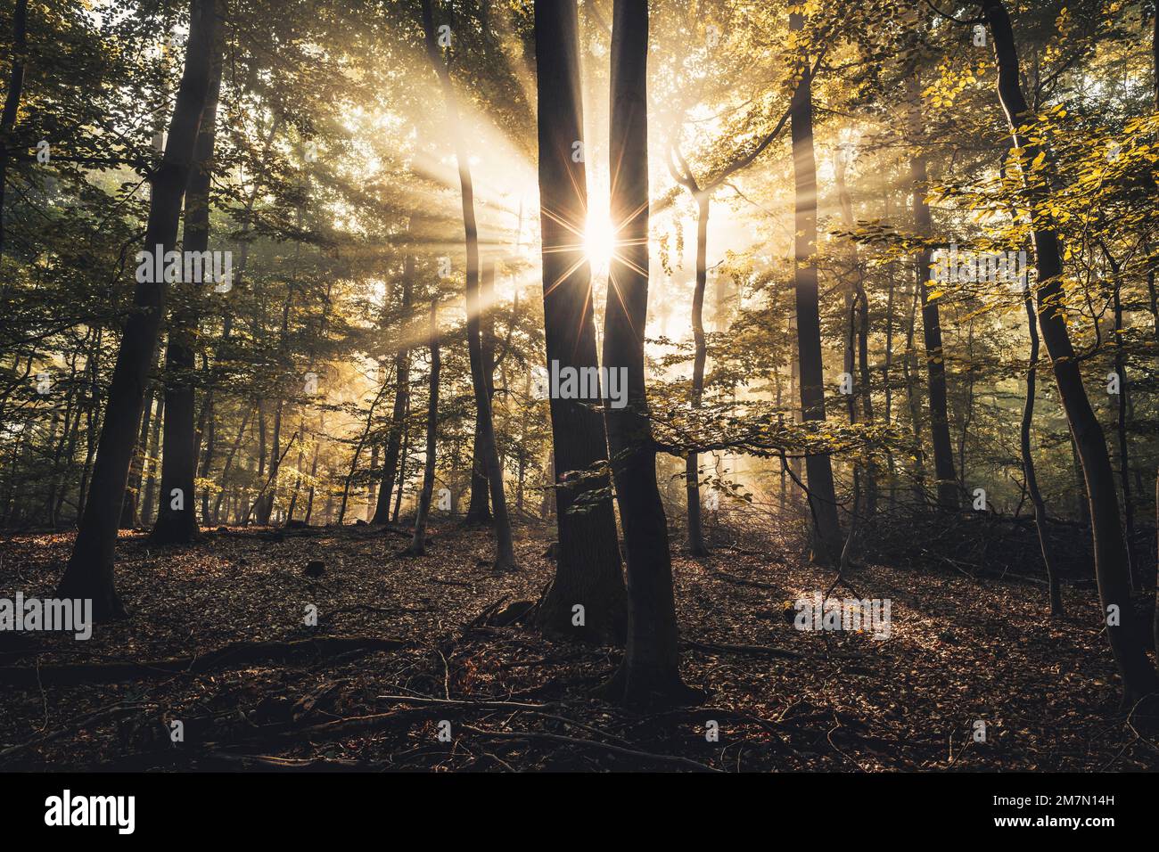 Forêt ensoleillée le matin de l'automne, morceau de forêt illuminé de rayons du soleil, atmosphérique Banque D'Images
