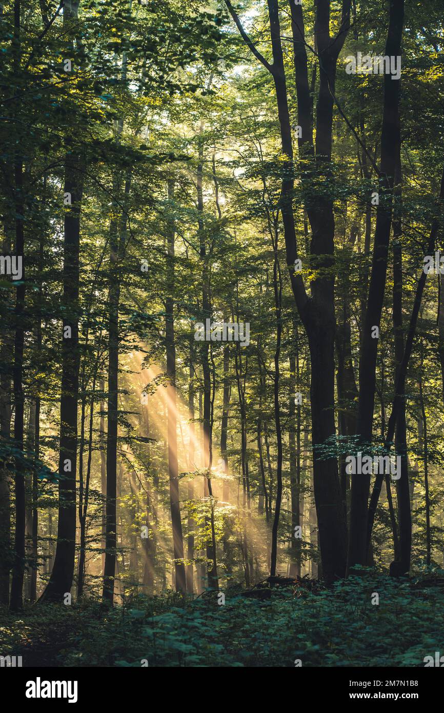 Les rayons du soleil tombent à travers l'air brumeux sur un chemin dans le Habichtswald, forêt de hêtres, feuilles d'automne, contre-jour Banque D'Images